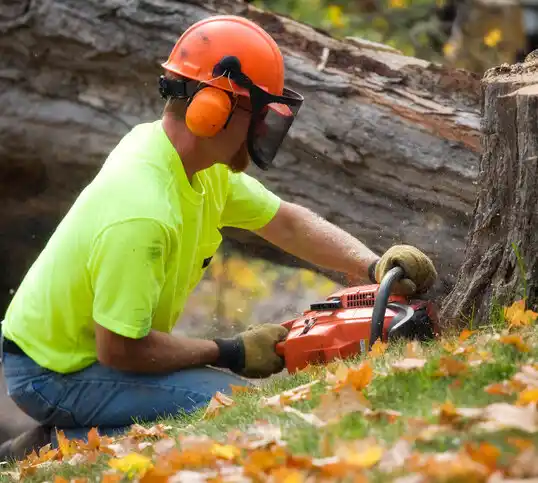 tree services Clio